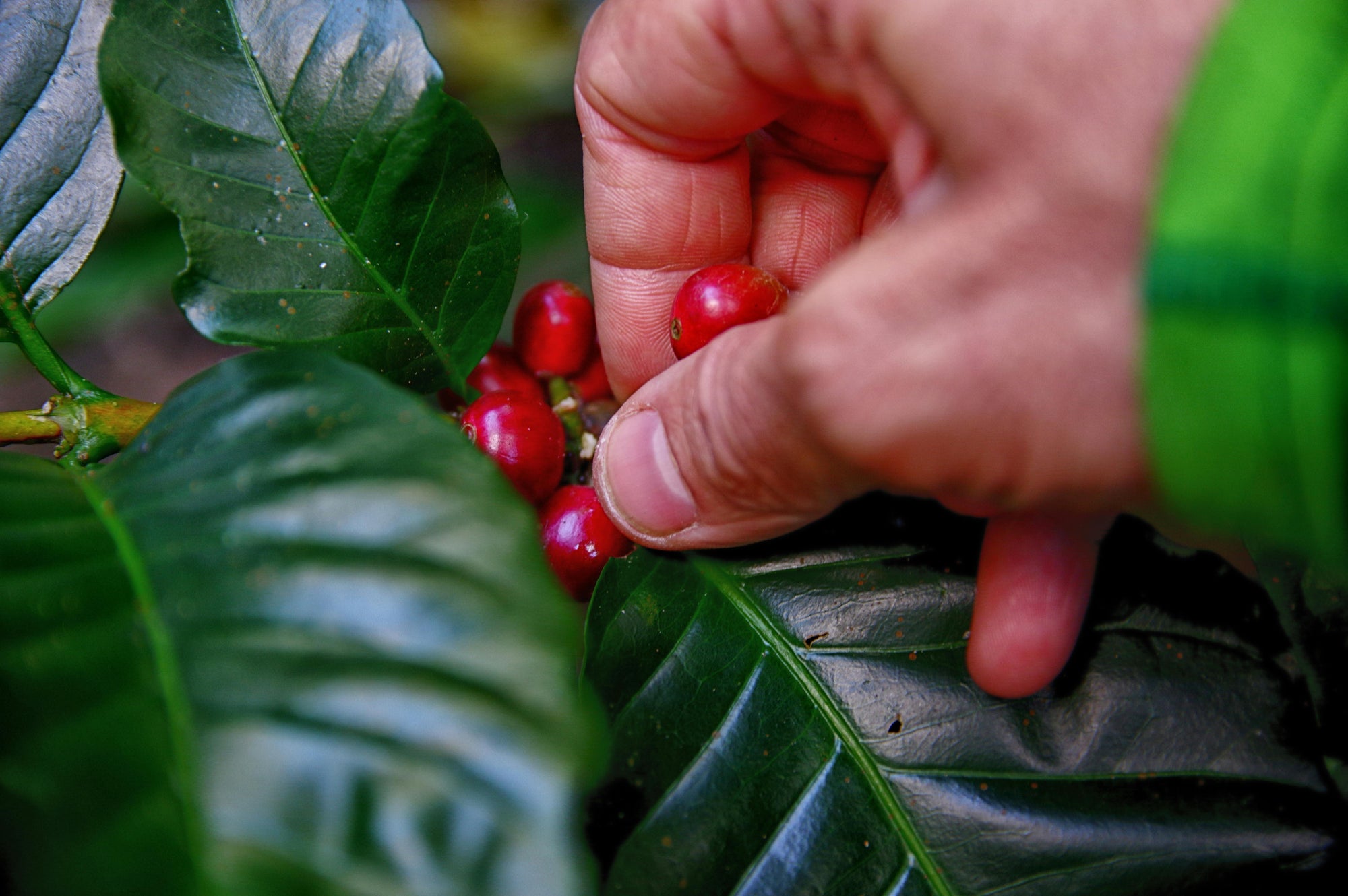 Straight from Nicaragua: A Closer Look at Catuai and Parainema Coffee