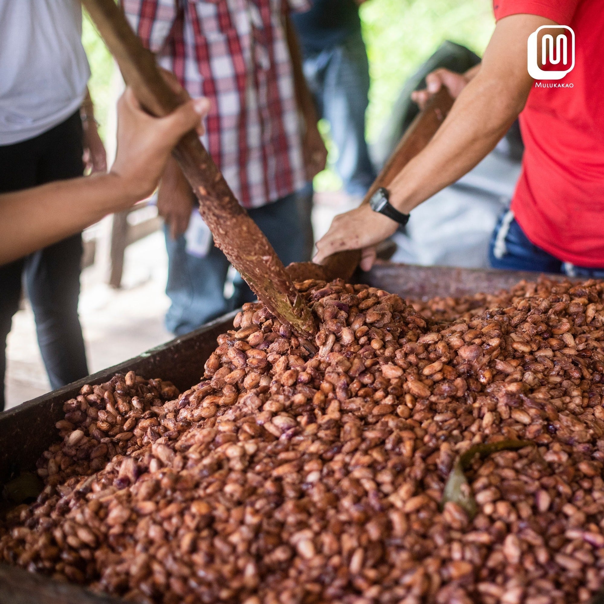 Nicaraguan Cacao: A Hidden Gem on the Rise